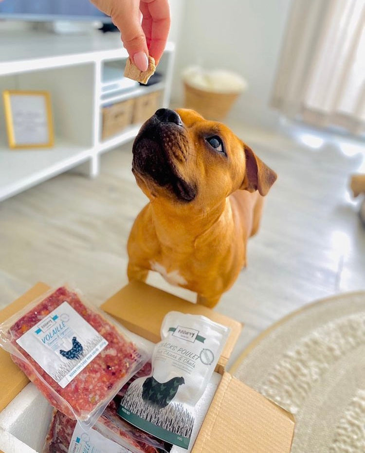 Fresh BARF and cooked dog food meals delivered in Geneva Switzerland