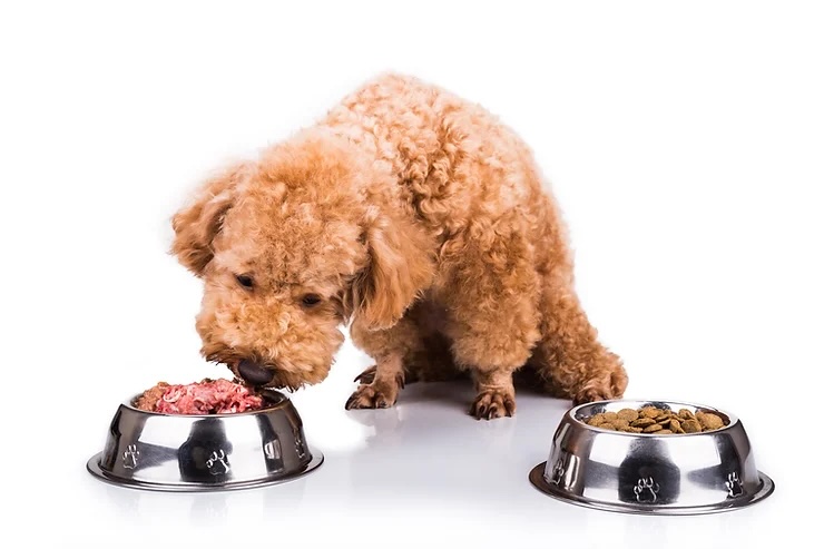 Advantages of raw food for dogs over industrial kibbles